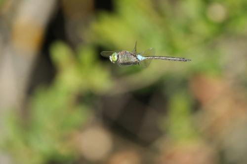 Anax parthenope